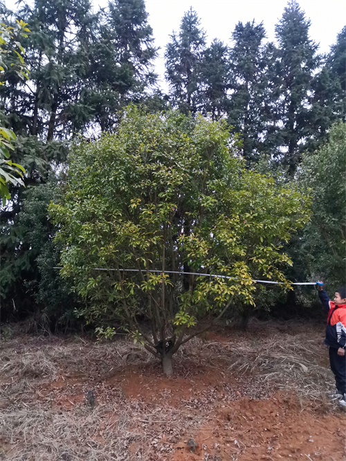 3米冠幅斷根楊梅